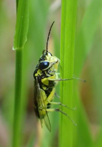 Cytisogaster picta